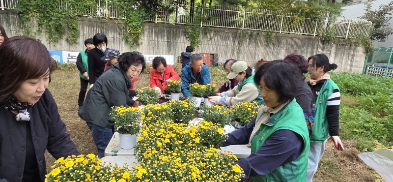 (10-2) 논현1동 새마을부녀회, 가을 국화에 담은 친환경 비료 화분 배부.jpg