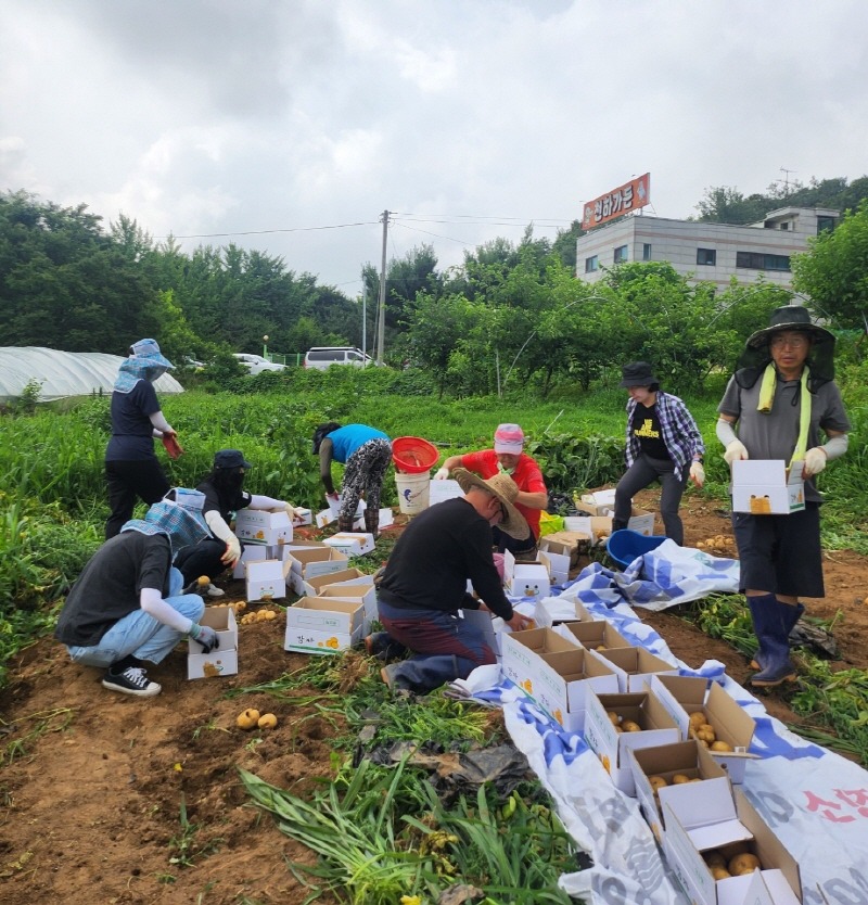 (11-2) 장수서창동 지역사회보장협의체, 감자나눔으로 기부와 봉사 실천.jpg